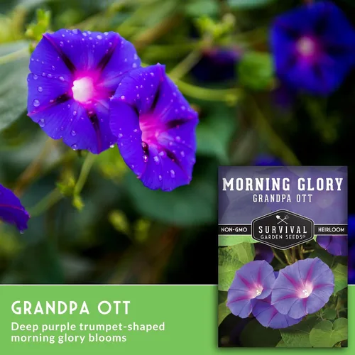 Vista 4 de Survival Garden Seeds - Grandpa OTT Morning Glory Seed para plantar - Paquete con instrucciones para plantar y cultivar Ipomoea Purpurea