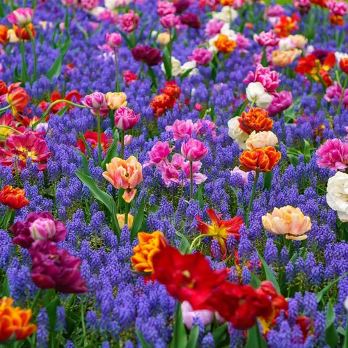 Vista 14 de Colección Tulip & Muscari - 15 bombillas - Bulbos de flores mixtas, bombilla atrae abejas, atrae mariposas, atrae polinizadores, fácil de cultivar