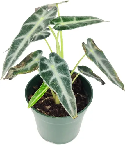 Vista 3 de Alocasia Bambino (maceta cultivadora de 4 pulgadas) - Planta de interior con poca luz y saludable - Planta de interior de interior fácil de cuidar
