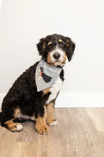 Vista 4 de Lazy One Bandana para perro, bandanas reversibles de algodón para todos los tamaños de perro, lado oscuro, estrellas (lado de la corteza, S)