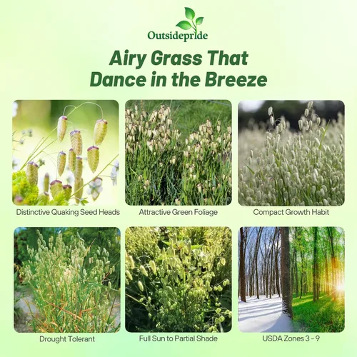 Vista 2 de Outsidepride 1000 semillas de la hierba ornamental anual tembladera (Briza maxima [Quaking Grass] para sembrar