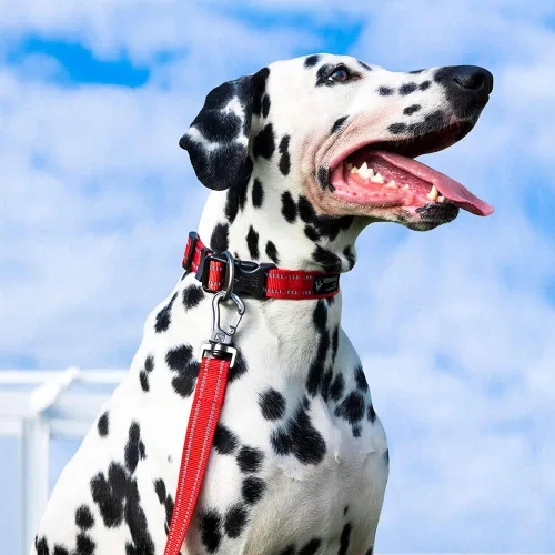 Vista 7 de EXCELLENT ELITE SPANKER Collar reflectante para perro, collar clásico de nailon transpirable ajustable para mascotas con hebilla de liberación