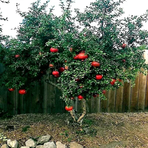 Vista 2 de 20 semillas de granada enana Punica Granatum Nana Garden Fruit House Plant