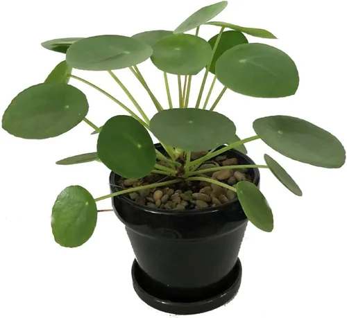Vista 5 de Hirt's Gardens Planta de dinero chino - Pilea peperomioides - Maceta de 4