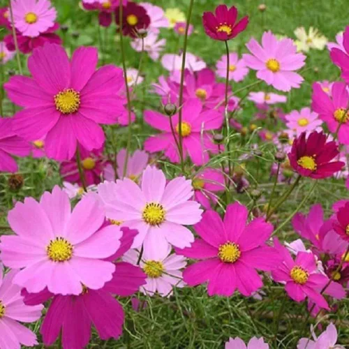 Vista 4 de 2000 Sensation Mix Cosmos Bipinnatus Seeds, por Seeds2Go