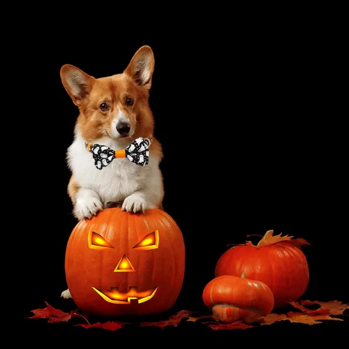 Vista 6 de Collar de perro de Halloween con corbatín, collar ajustable de vacaciones con estampado de fantasma con hebilla resistente, 3 tamaños para perros