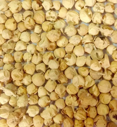 Vista 2 de Cuajo indio a base de hierbas ayurvédicas Paneer Doda Paneer ka Phool Withania Coagulan (Cuajo Indio, 2.2 lbs)