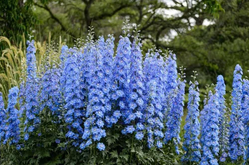 Vista 7 de Semillas Blue Tall Delphinium - Flores anuales para plantar