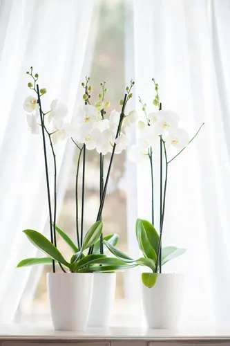 Vista 6 de DECOPOTS - Juego de 3 macetas de orquídeas de riego automático - Maceta absorbente para flores - Indicador de nivel de agua (juego de 3) - 4.9