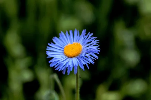 Vista 4 de 1000 semillas de flores de Erigeron Speciosus Margarita Azul (Dainty Daisy/Aspen Fleabane/Oregon Fleabane)