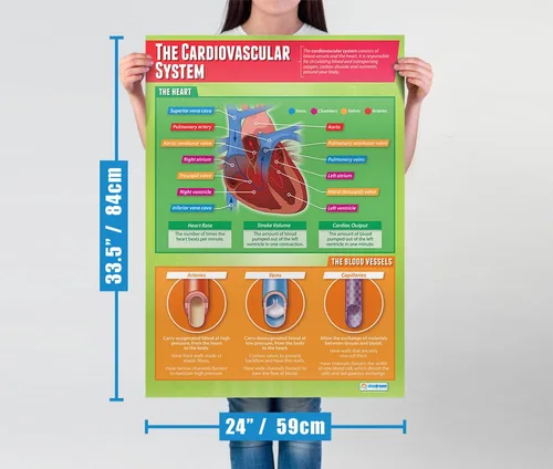 Vista 2 de Daydream Education Póster del sistema cardiovascular – Papel brillante – FORMATO GRANDE 33 x 23.5 pulgadas – Decoración de aula de educación física
