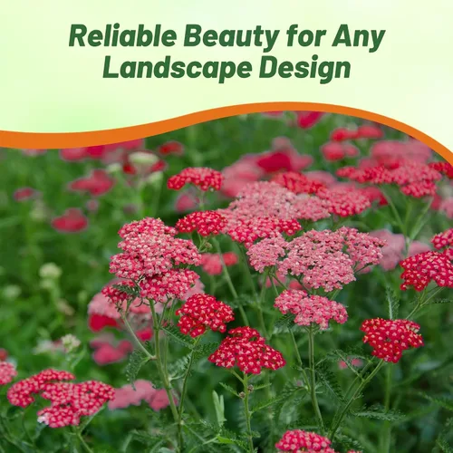 Vista 5 de Outsidepride Cerise Queen Yarrow Seeds – 10000 unidades. Semillas de flores perennes, versátiles, formadoras de grumos y tolerantes a la sequía
