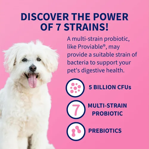 Vista 4 de Nutramax Probióticos Proviable para perros, Suplemento diario de salud digestiva con múltiples cepas de bacterias, probióticos para perros más