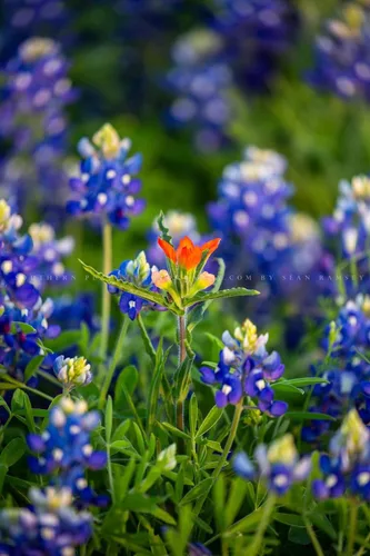 Vista 6 de Impresión de fotografía de flores silvestres (sin marco) Imagen vertical del pincel indio destacado en arándanos en el día de primavera en Texas