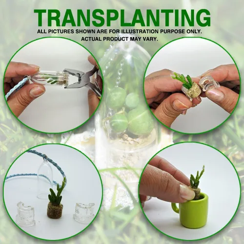 Vista 3 de Pearls Live Suculenta Terrario Planta Llavero Accesorio