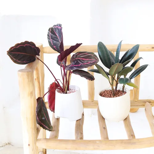 Vista 6 de Planta de goma burdeos (maceta de cultivo de 4 pulgadas) - Planta de interior saludable - Planta de interior de fácil cuidado