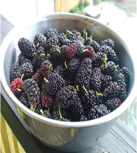 Vista 2 de Aceite de fragancia de morera (botella de 4 onzas) para hacer velas, hacer jabón, hacer tartas, aerosoles para habitación, lociones, ambientadores