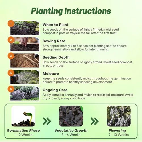 Vista 5 de Outsidepride Cimicifuga Ramosa Seeds - 100 unidades. Semillas perennes, resistentes y de bajo mantenimiento, semillas de flores para plantar follaje