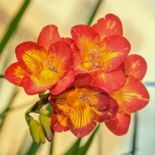 Vista 2 de Easy to Grow Freesia - Paquete de 15 bulbos de flores individuales bicolor – Flores rojas y amarillas fragantes de primavera en el sol, ideal