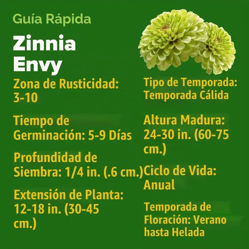 Vista 4 de HOME GROWN Envy Zinnia Seeds, 1000 Semillas, Zinnia elegans