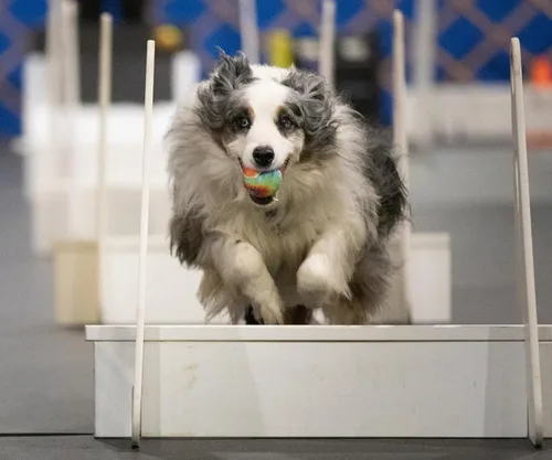 Vista 6 de PetSport Pelota de tenis chirriante para perros Paquete de 3 pelotas pequeñas (1.8 pulgadas) seguras para mascotas y bolas de goma extra gruesas
