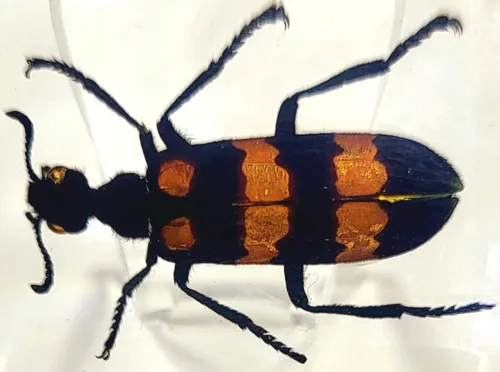 Vista 39 de 44mm Hormiga gigante tropical real en resina de lucita transparente cristalina, espécimen preservado Pseudoneoponera Rufipes, taxidermia