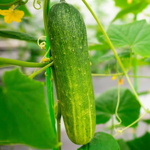 Vista 4 de TKE Farms & Gardens - Semillas de pepino, 8 rectas, 55 semillas de pepino sin OMG, ideales para rebanar, ensaladas y encurtidos crujientes, incluye