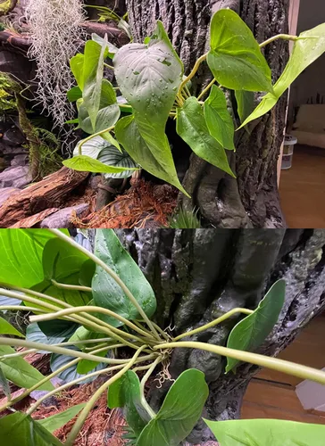 Vista 5 de 2 hojas artificiales de seda de lirio de cala, plantas artificiales de bonsái, plantas verdes para interiores y exteriores, hogar, oficina