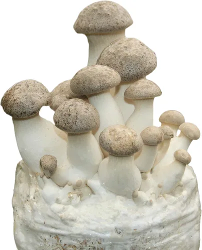 Vista 6 de Kit de cultivo de hongos Shiitake: comienza de inmediato una vez recibido