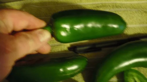 Vista 2 de Semillas gigantes de pimienta jalapeño enormes PODS grandes rellenos MILD.(10 - Semillas)