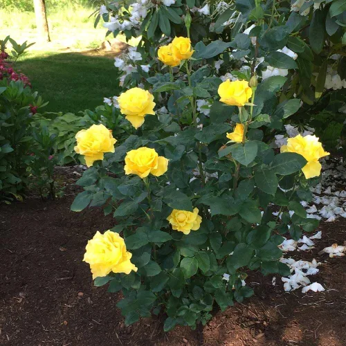 Vista 4 de Heirloom Roses Rose Bush - Planta amarilla viva Midas Touch™ para plantar en exteriores