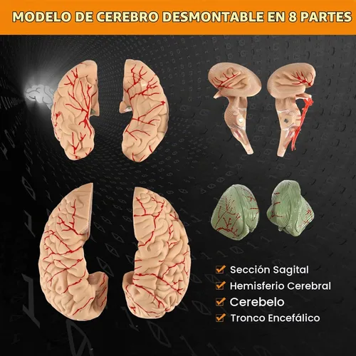 Vista 4 de BEAMNOVA Modelo de cerebro humano con vasos, modelo de anatomía de tamaño real de 8 partes desmontable con imanes, herramienta de enseñanza