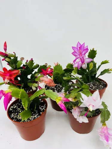 Vista 3 de Cactus de Navidad Fiesta 2 Plantas -Zygocactus Plants 4" Pot
