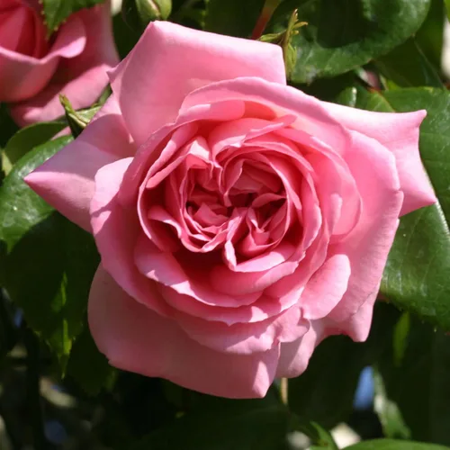 Vista 19 de Rosas trepadoras de reliquia, planta de raíz propia viva para jardín al aire libre, Aloha, muy fragantes, zonas de rusticidad 5 a 10, floración