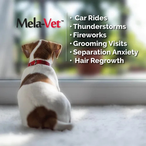 Vista 10 de Melatonina Calmante Masticables suaves para perros, formulados por veterinarios para proporcionar relajación y alivio de la ansiedad, ayuda a