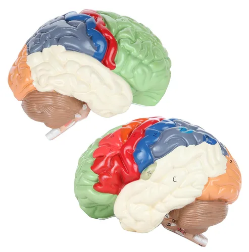 Vista 8 de Axis Scientific cerebro humano con regiones rotuladas, tamaño real. Incluye manual colorido del producto (idioma español no garantizado), base
