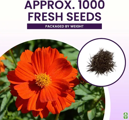 Vista 3 de Red Crest Cosmos - Larga temporada de floración