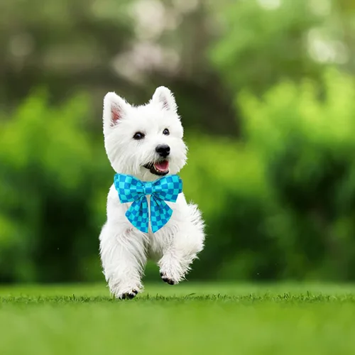 Vista 5 de Maca Bates - Collar de perro azul a cuadros con corbatín marinero con estampado de cuadrícula para cachorros, collar de cuadros ajustable, duradero