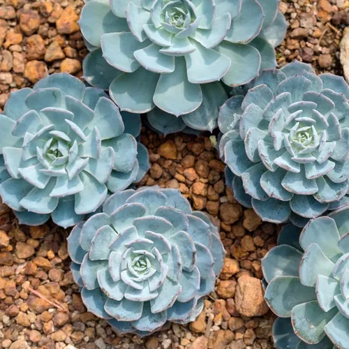 Vista 11 de Echeveria Suculents - Plantas vivas para cultivar, suculentas de Echeveria vivas, plantas de Echeveria vivas, suculentas de Echeveria vivas, maceta