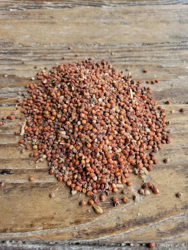 Vista 6 de Ernst Grain & Livestock Milo, sorgo rojo, sin OMG, perfecto para cultivadores de hongos, 10 libras