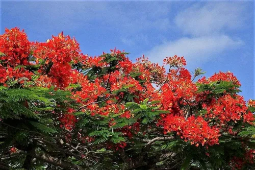 Vista 4 de Royal Poinciana Tree Delonix Regia Aka Llama Roja Extravagante Árbol Flor Jocad (10 semillas)