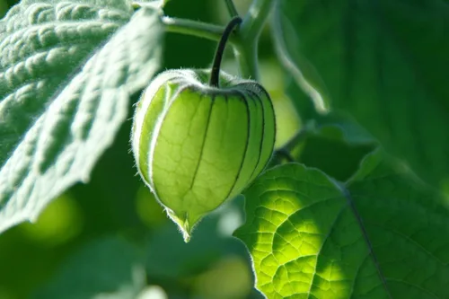 Vista 3 de Vegetal Cape Gooseberry Goldenberry Green Physalis - 150 Semillas