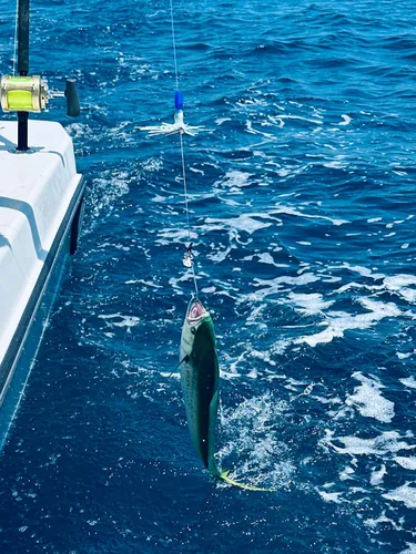 Vista 6 de Lobo Lures Micro-Typhoon UV 5 "Mahi Tuna Ahi Señuelo Trolling Señuelo Big Game