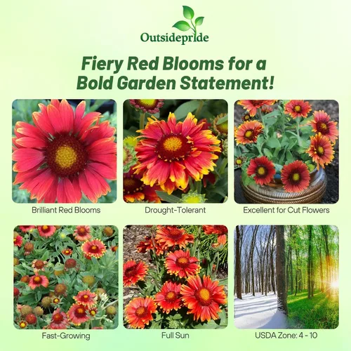 Vista 2 de Outsidepride Gaillardia Aristata Arizona - Semillas de flores rojas para plantar, 50 semillas de flores silvestres perennes, tolerantes a la sequía