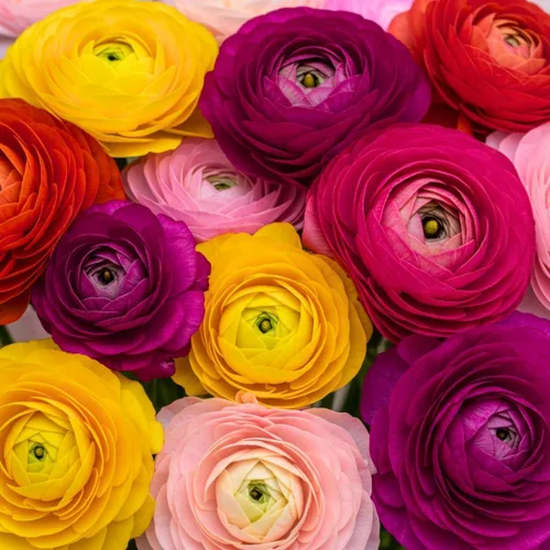 Vista 10 de Bulbos de Ranúnculos de Colores Mixtos para Plantar - Se envía desde Iowa, EE. UU. (5 Bulbos)