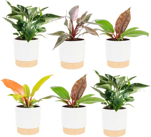 Vista 15 de Costa Farms - Planta interior, filodendro de hoja partida, monstera deliciosa Maceta decorativa