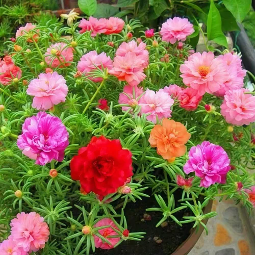 Vista 4 de 10000 semillas de rosa de musgo Portulaca para plantar, flores de color mixto de bajo mantenimiento, ideales para áreas cálidas y secas