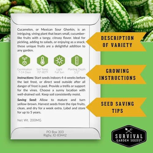 Vista 2 de Semillas de Cucamelon para plantar – Pepino amargo mexicano de pepinillo de sandía – Cucamelones tradicionales sin OMG – Semillas de jardín