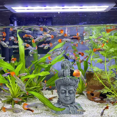Vista 7 de Hamiledyi Estatua de cabeza de Buda para decoración de acuario, escondite de peces de resina, cueva de Betta para pecera grande, adornos