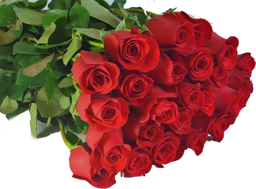 Vista 17 de Blooms2Door - 25 Rosas Rosadas (Fresco - 19.7 in) - Flores Frescas para Cumpleaños, San Valentín y Día de la Madre
